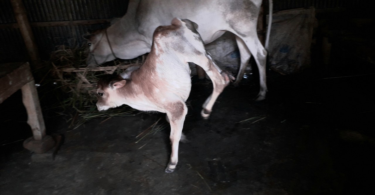 কালীগঞ্জে দুই পা-ওয়ালা বাছুরের জন্ম