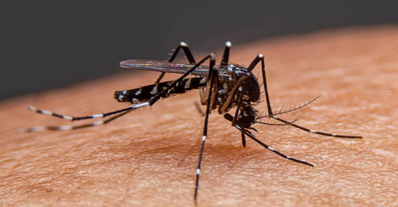 ডেঙ্গুতে মৃত্যু নেই, হাসপাতালে ১১৮ রোগী