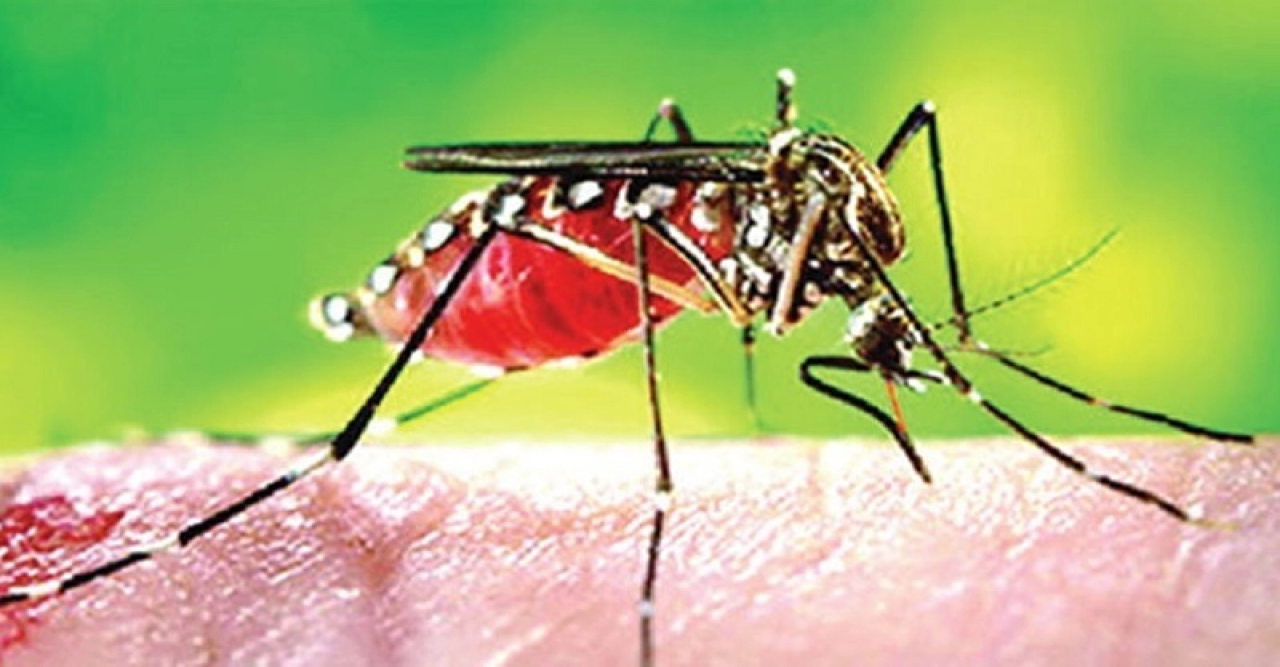 ডেঙ্গুতে মৃত্যু নেই, হাসপাতালে নতুন ১৪৫ রোগী