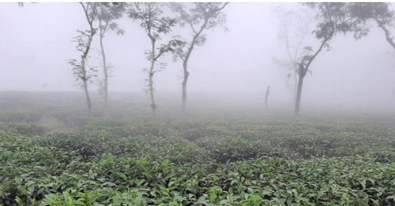 দেশের সর্বনিম্ন তাপমাত্রা শ্রীমঙ্গলে