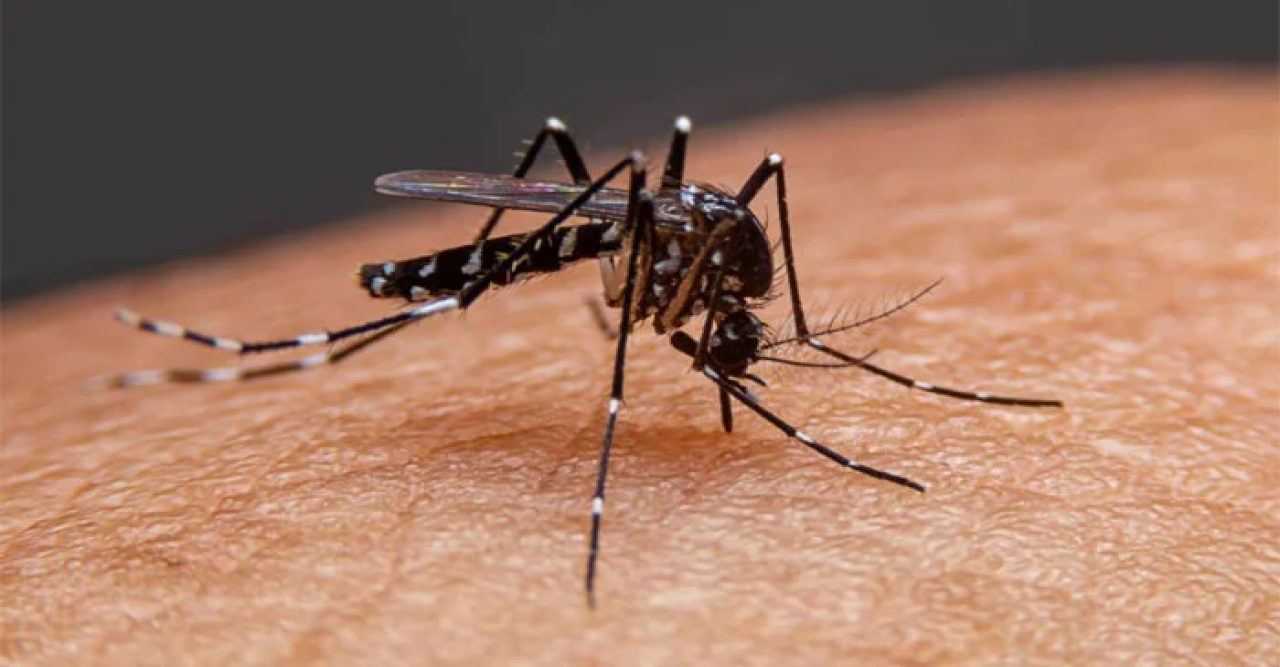 মৃত্যুহীন দিনে ডেঙ্গুতে আক্রান্ত ৬৫