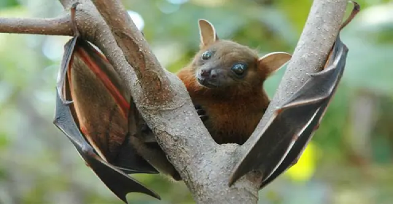 নিপাহ ভাইরাস ছড়িয়েছে ২৮ জেলায়, হাসপাতাল প্রস্তুত রাখার নির্দেশ