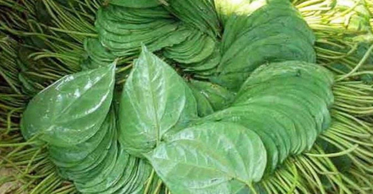 জিআই স্বীকৃতি পেল রাজশাহীর মিষ্টি পান