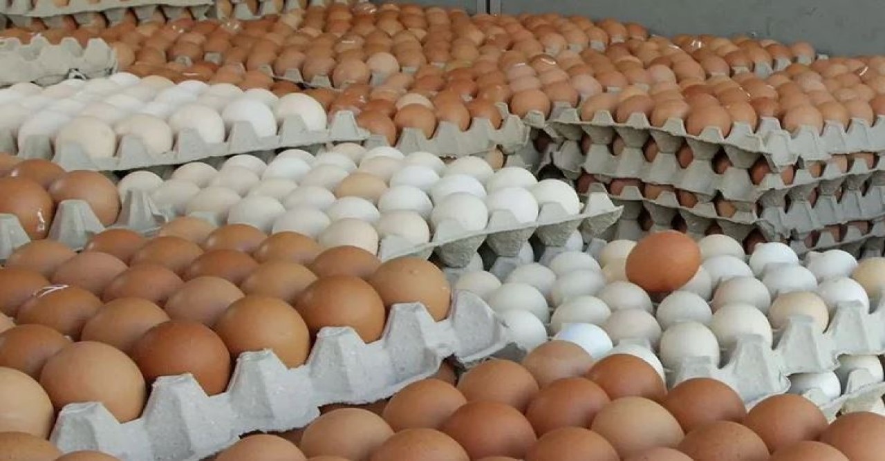 করপোরেট-আড়তদার সিন্ডিকেটে বাড়ে ডিমের দাম  অভিযোগ পোল্ট্রি অ্যাসোসিয়েশনের