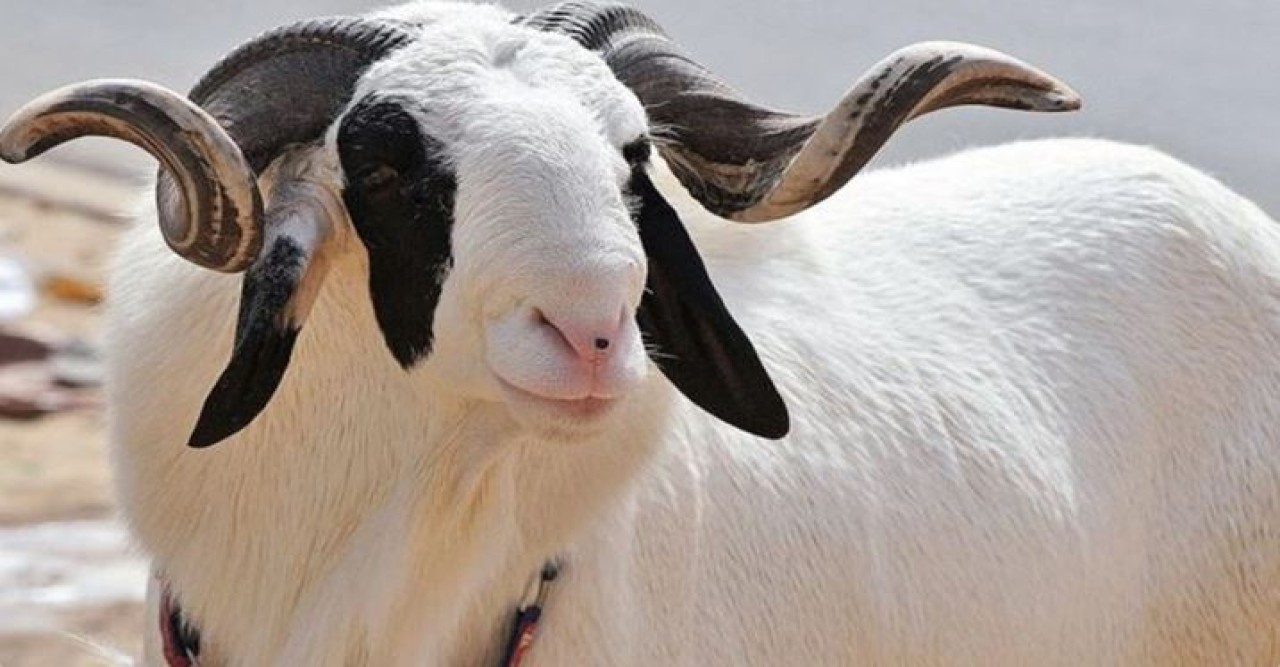 যে ভেড়ার অধিকাংশ সময় কাটে পার্লারে, দাম অনেক গাড়ির চেয়েও বেশি