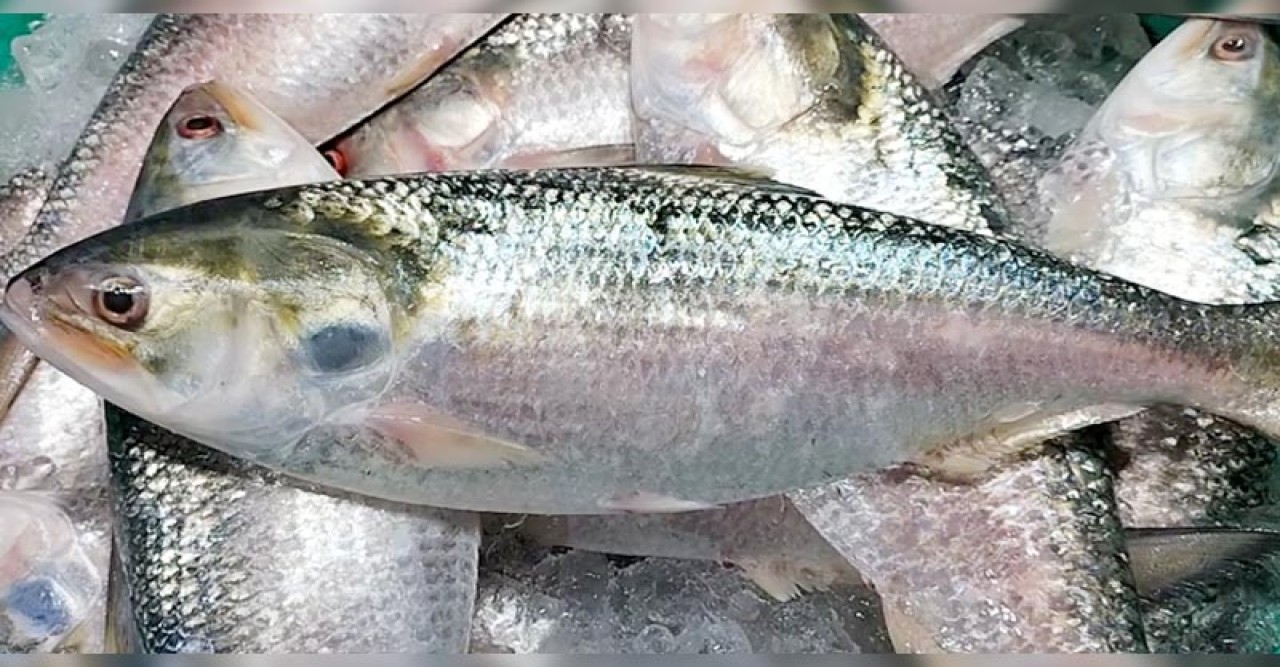 ধরা পড়ছে ঝাঁকে ঝাঁকে ইলিশ তবু কমছেই না দাম!