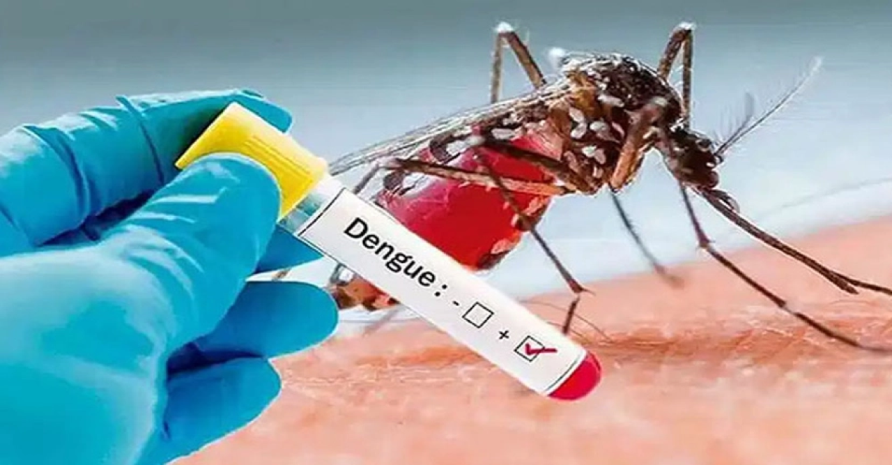 ডেঙ্গু কেড়ে নিল আরো ১৪ প্রাণ