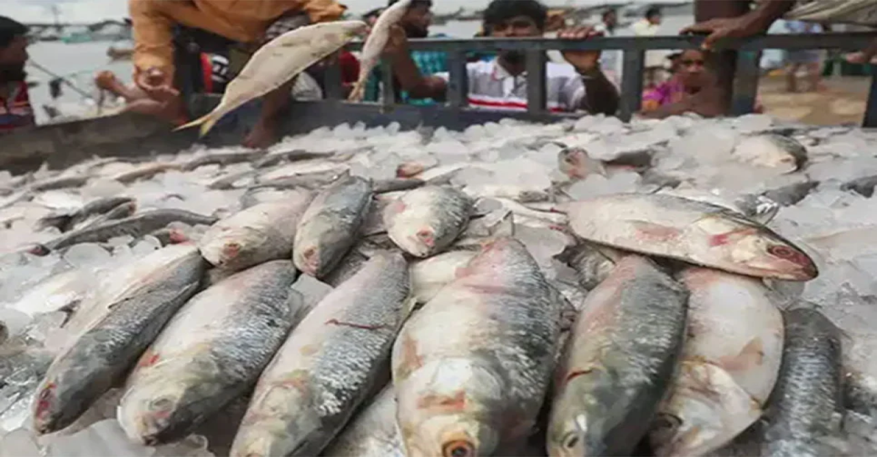 ভারতে যাচ্ছে প্রায় ৪ হাজার টন ইলিশ