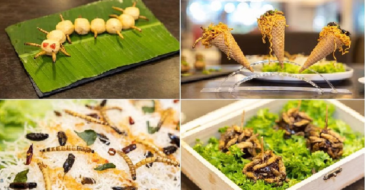 ১৬ প্রজাতির পোকামাকড় খাওয়ার অনুমতি দিল সিঙ্গাপুর