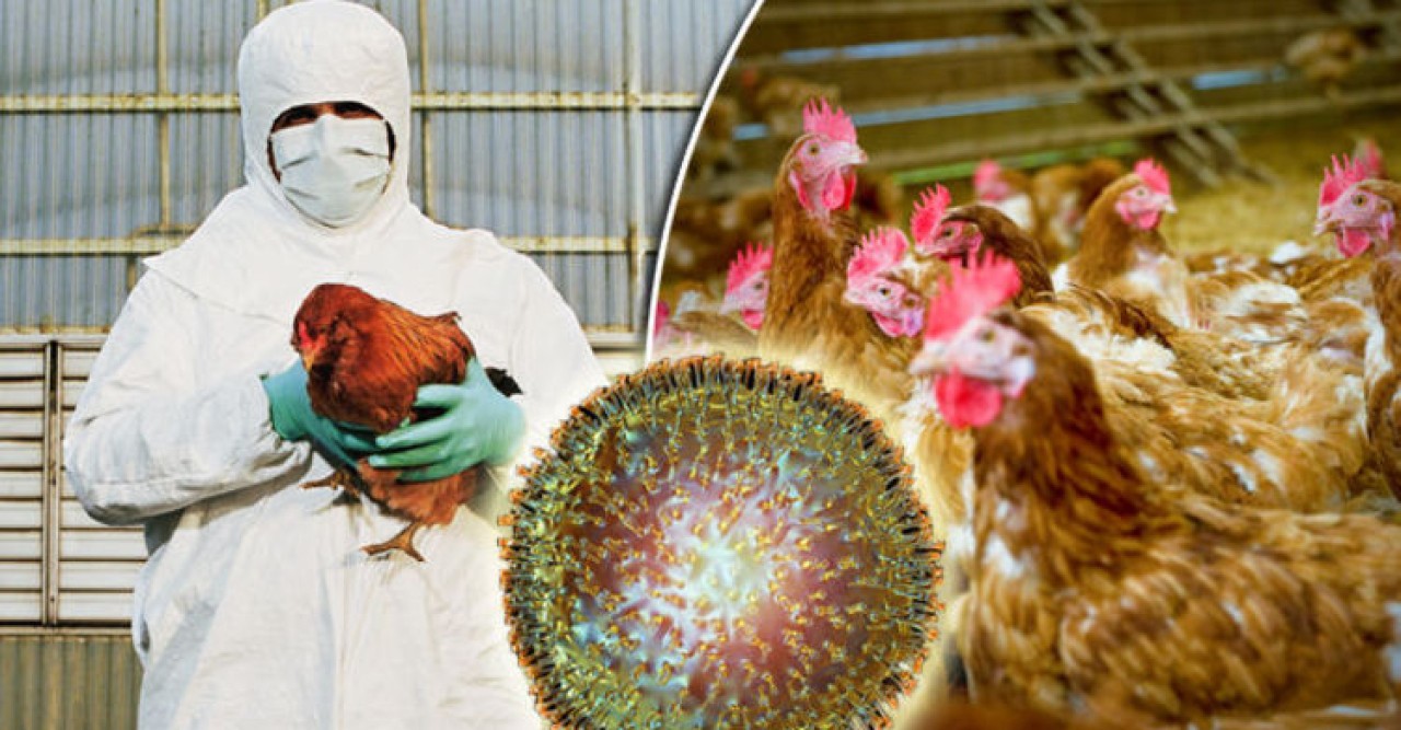আবারও দেশে বার্ড ফ্লু শনাক্ত, বিপিএর উদ্বেগ