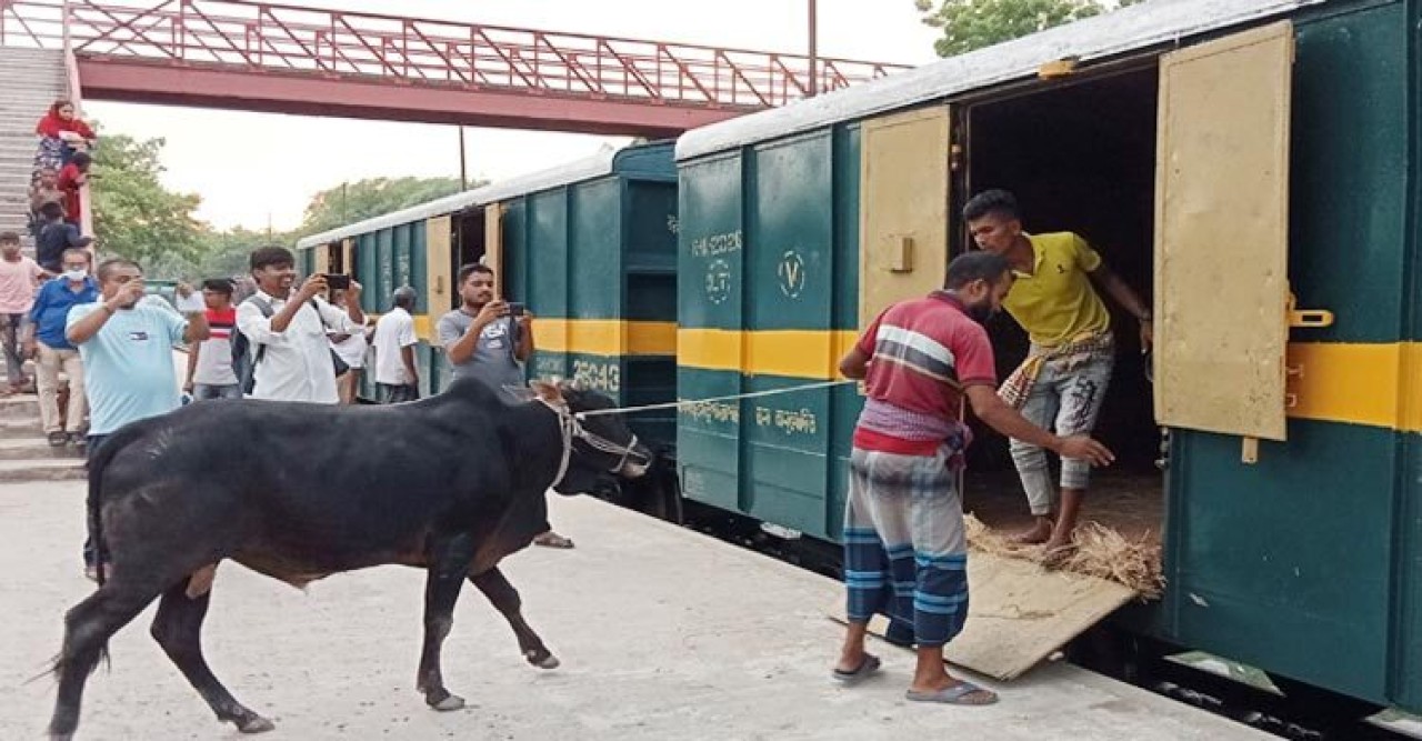 কোরবানির পশু পরিবহনে এবারও বিশেষ ট্রেন
