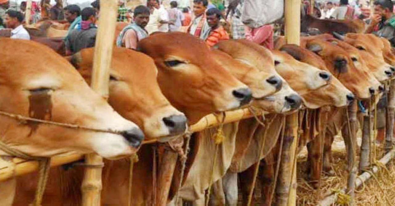 কোরবানির জন্য ১ কোটি ২৯ লাখ ৮০ হাজার ৩৬৭ পশু প্রস্তুত