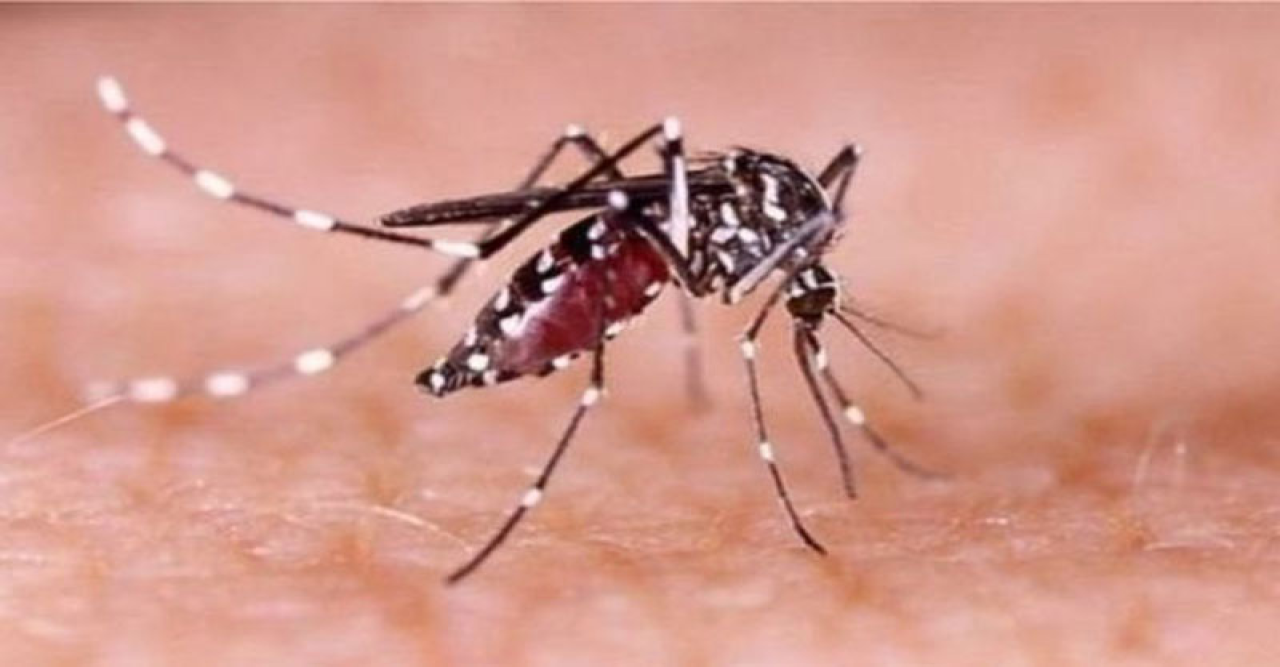 ডেঙ্গুতে ৪ জনের মৃত্যু, হাসপাতালে ভর্তি আরো ৬৪৬