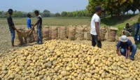 আলুর দাম নিয়ন্ত্রণে হিমাগারে যাবেন কর্মকর্তারা