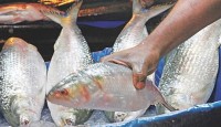 বৈশাখকে ঘিরে আকাশচুম্বী ইলিশের বাজার
